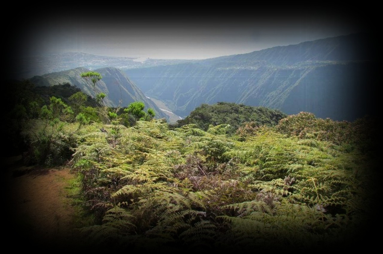 Piton papangue-1280x850