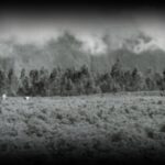 Vestige-willmann-1280x850