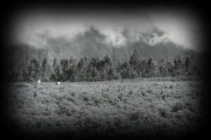 Vestige-willmann-1280x850