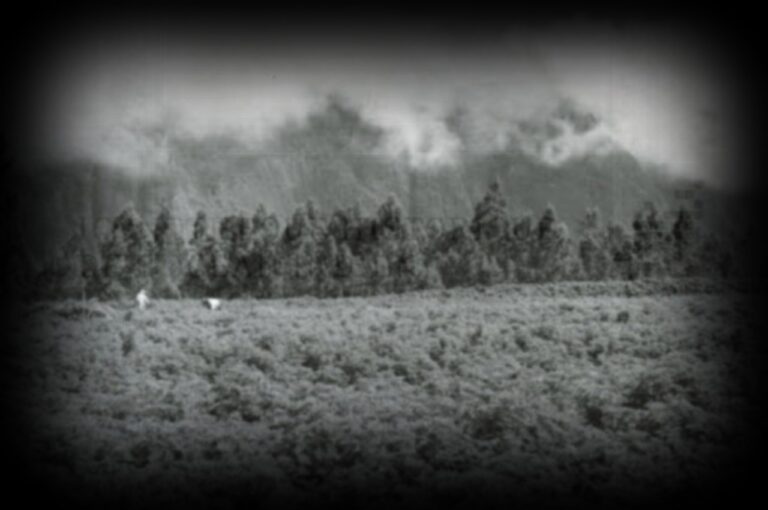 Vestige-willmann-1280x850