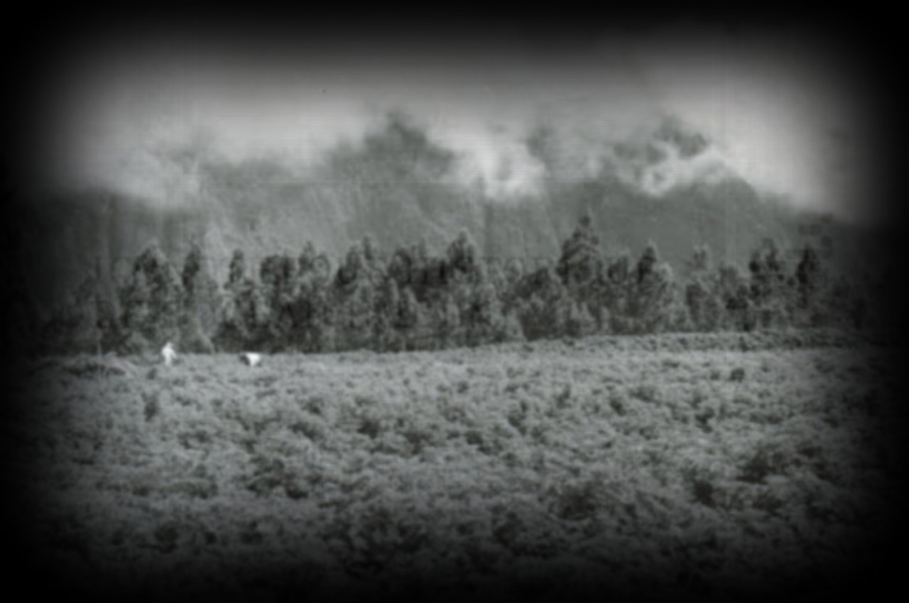 Vestige-willmann-1280x850