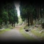 chemin-cryptomeria-alexis-desite-1280x850