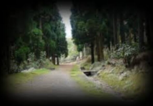 chemin-cryptomeria-alexis-desite-1280x850