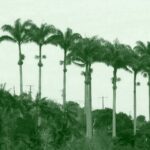 Alcipe-au-village-Bras_Mort-1280x640