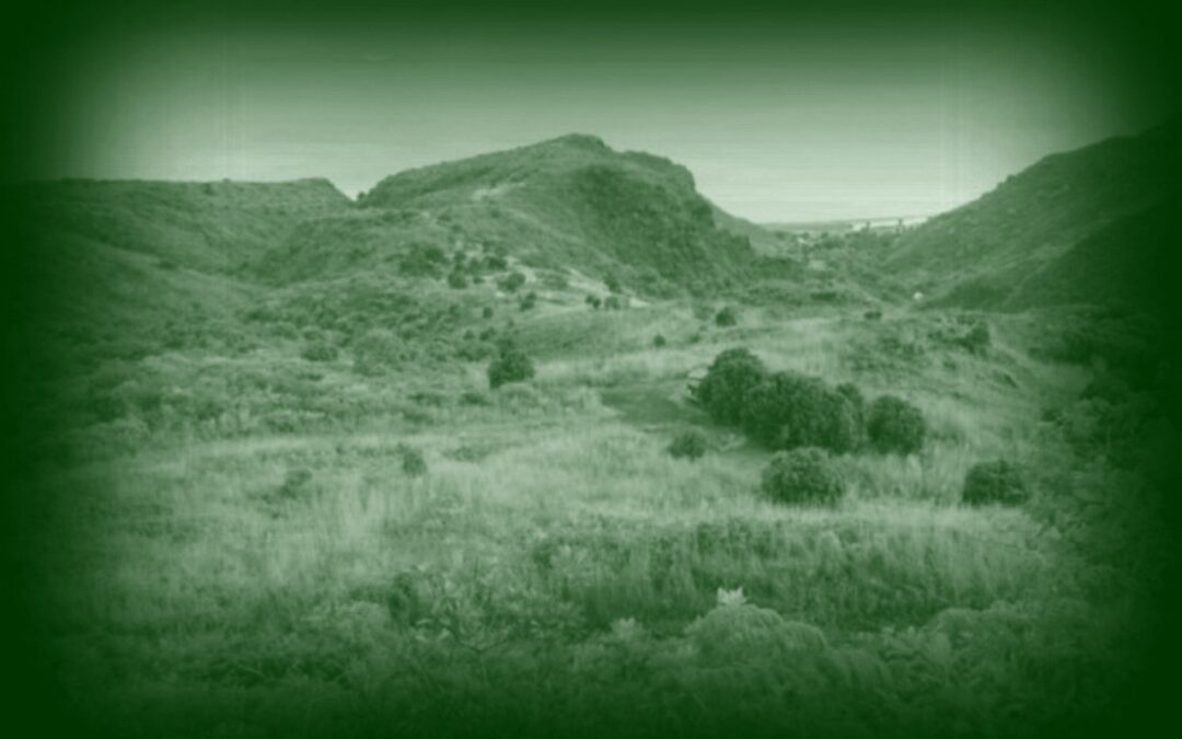 Alcipe ravine à malheur