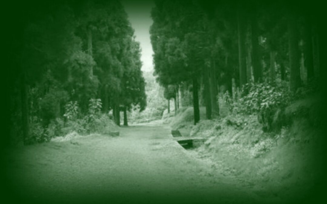 Chemin des Cryptomérias
