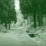 chemin-cryptomeria-1280x640