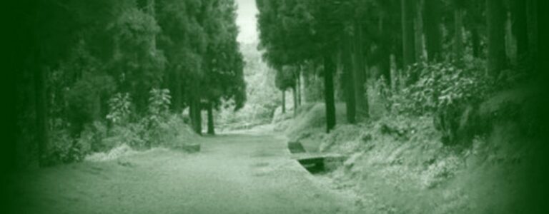 chemin-cryptomeria-1280x640