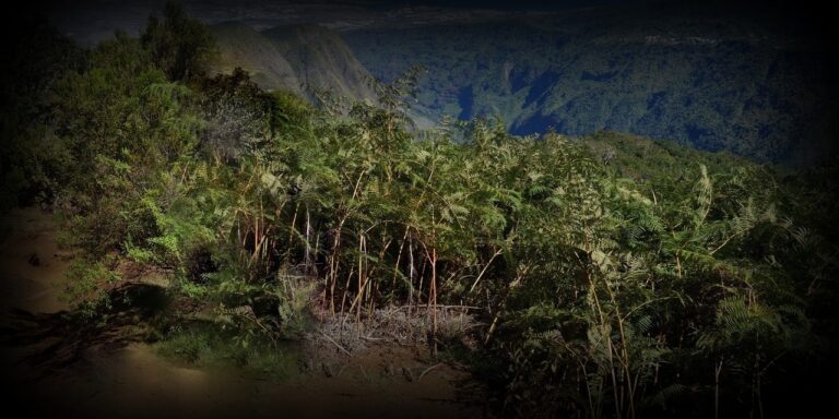 piton-papangue-1280x640