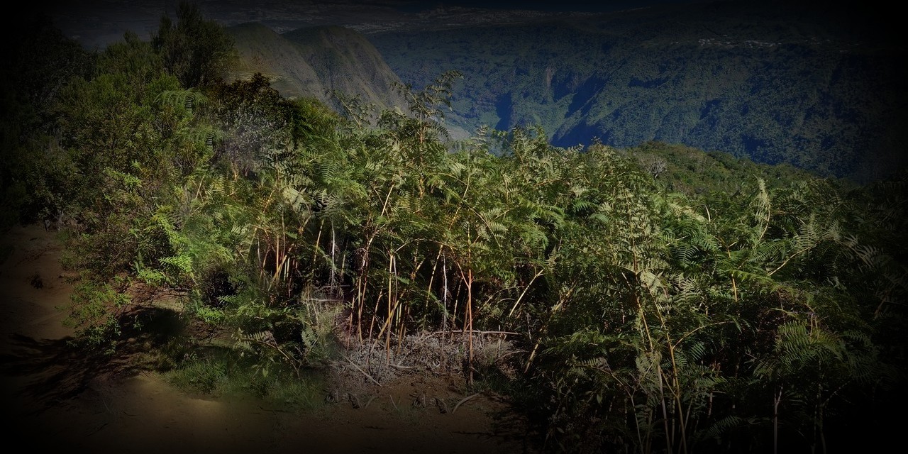 piton-papangue-1280x640